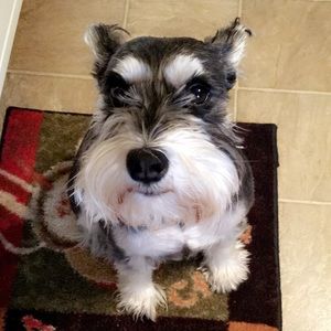 Meet your Posher, Bailey